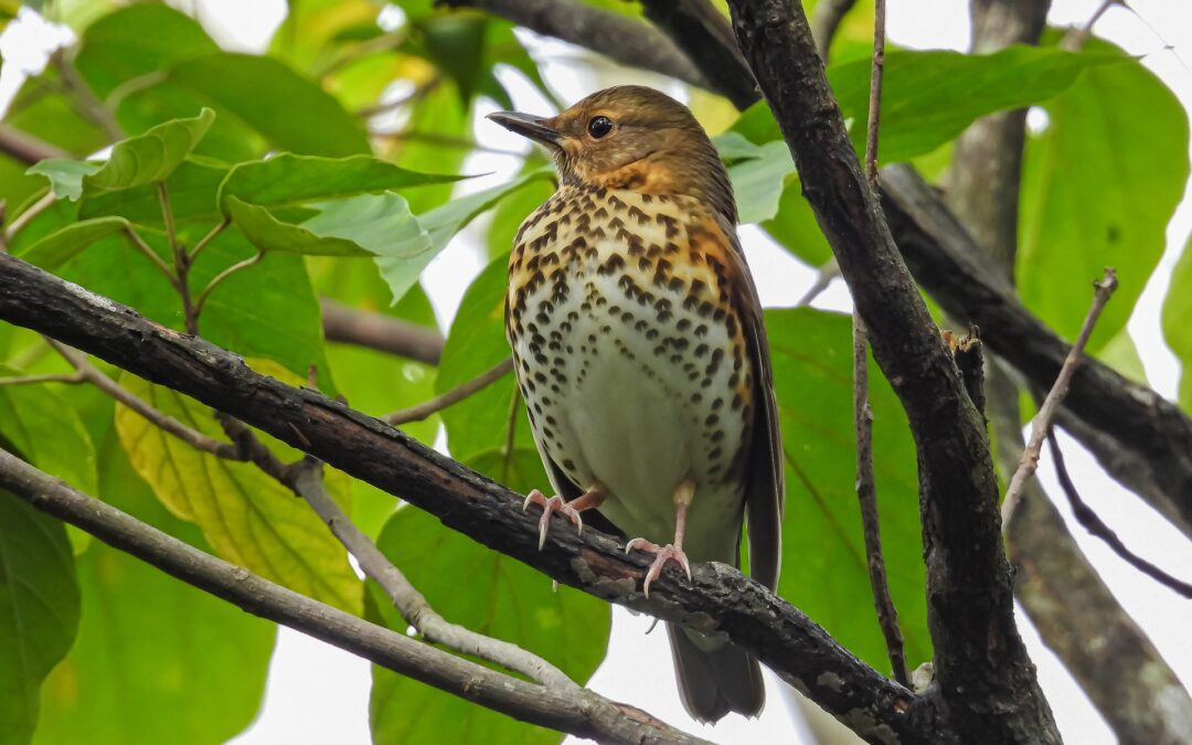 Caccia, la Basilicata sfida l’UE e proroga la stagione venatoria