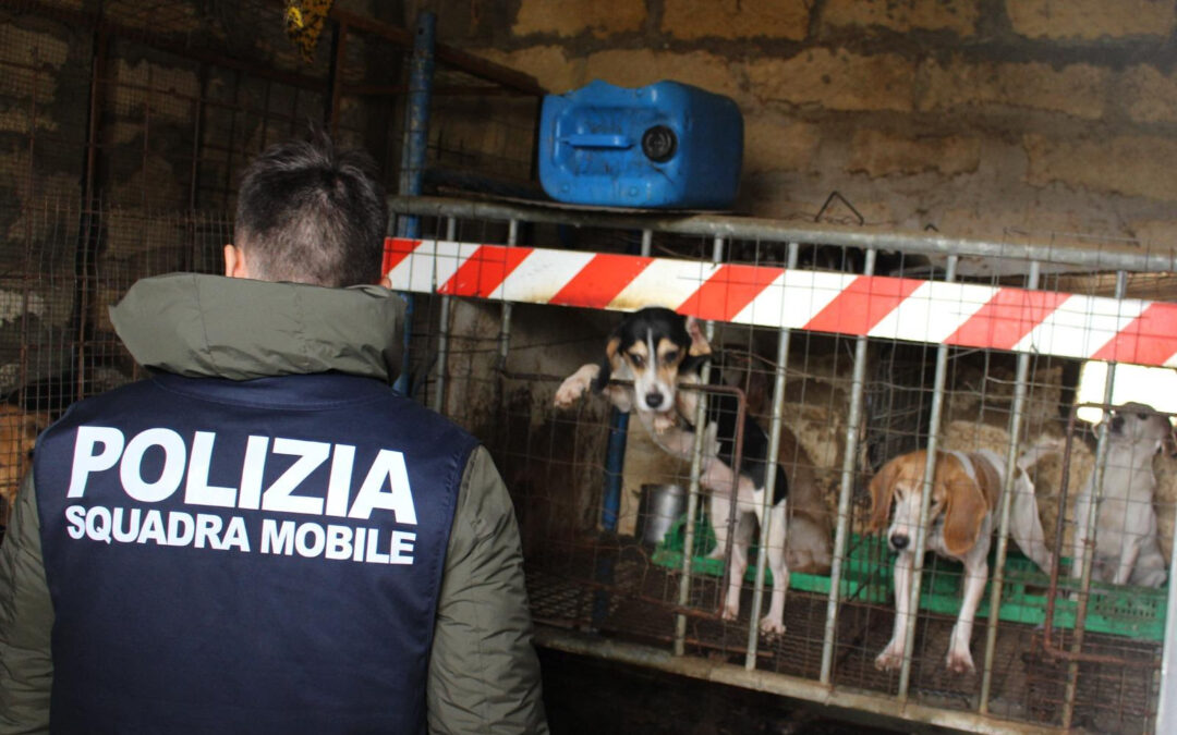 Cani da caccia malnutriti e in ipotermia a Caltanissetta