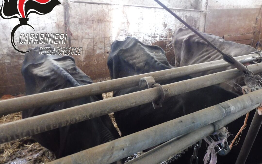 Un vero e proprio allevamento dell’orrore a Montefalco, Perugia