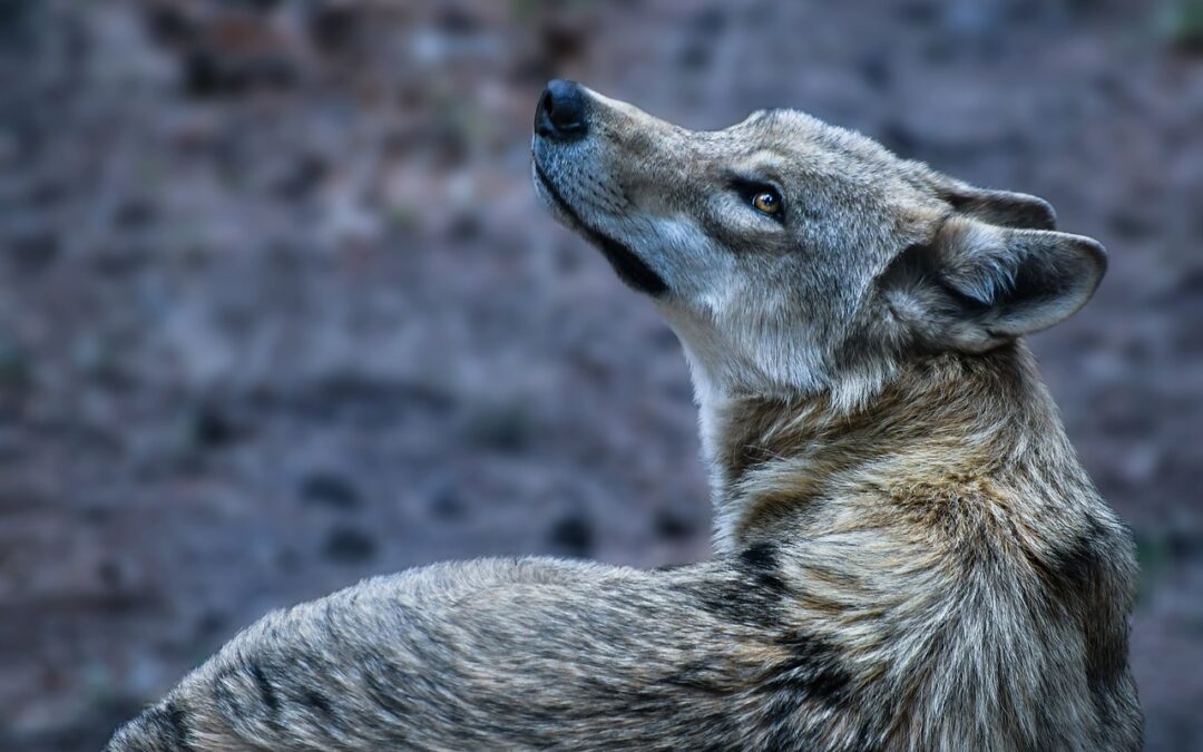 LNDC ANIMAL PROTECTION RISPONDE ALL’EURODEPUTATO FIOCCHI SULLO STATUS DI PROTEZIONE DEL LUPO