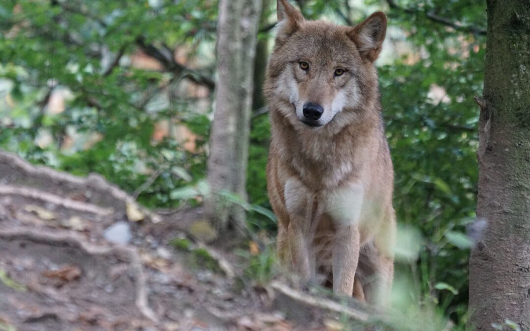 Tempi duri per i lupi in Italia. Ad Assisi recuperato lupo gravemente ferito