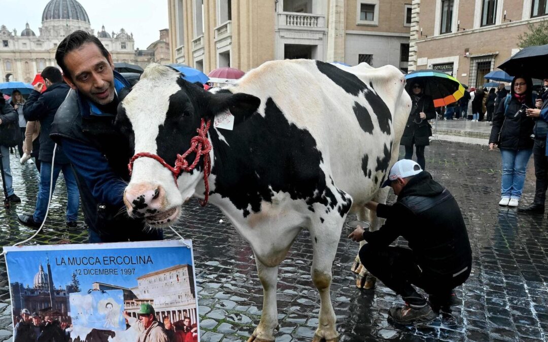 La mucca Ercolina arriva fino a Roma. LNDC denuncia maltrattamento