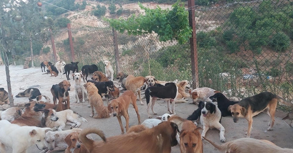 Aggiornamento dal rifugio nel sud del Libano