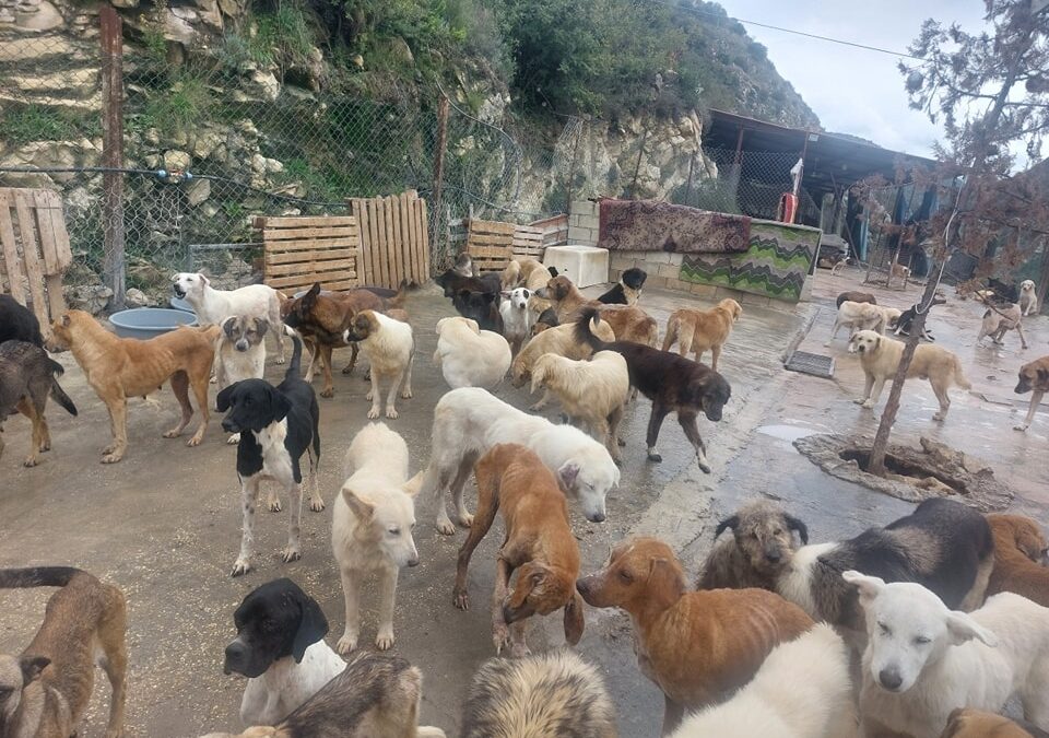 AIUTIAMO I CANI DEL SUD DEL LIBANO A FUGGIRE DAI BOMBARDAMENTI