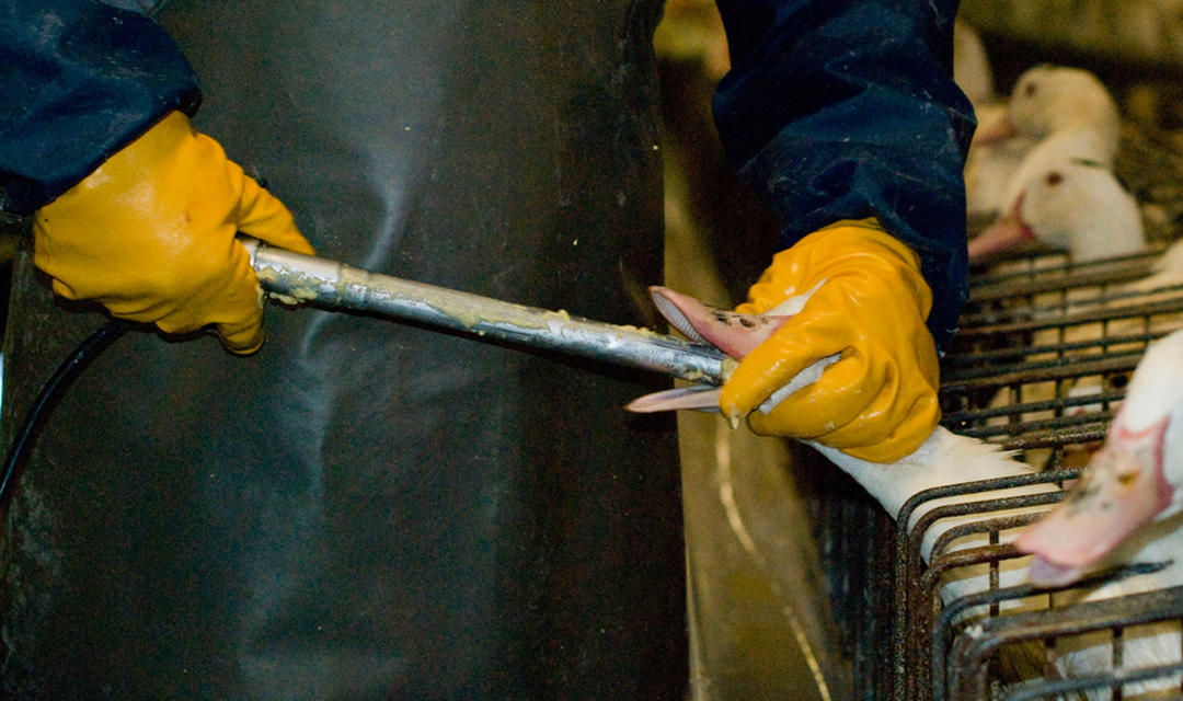 Foie gras: parlamentari insieme alle associazioni di protezione animali contro l’alimentazione forzata