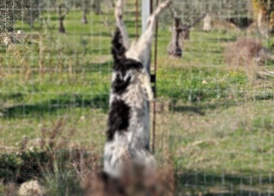 Cane trovato morto vicino Noto. LNDC Animal Protection chiede indagini accurate