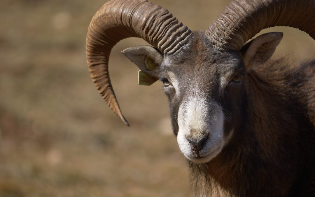 Il TAR di Firenze sospende gli abbattimenti degli ultimi mufloni del Giglio