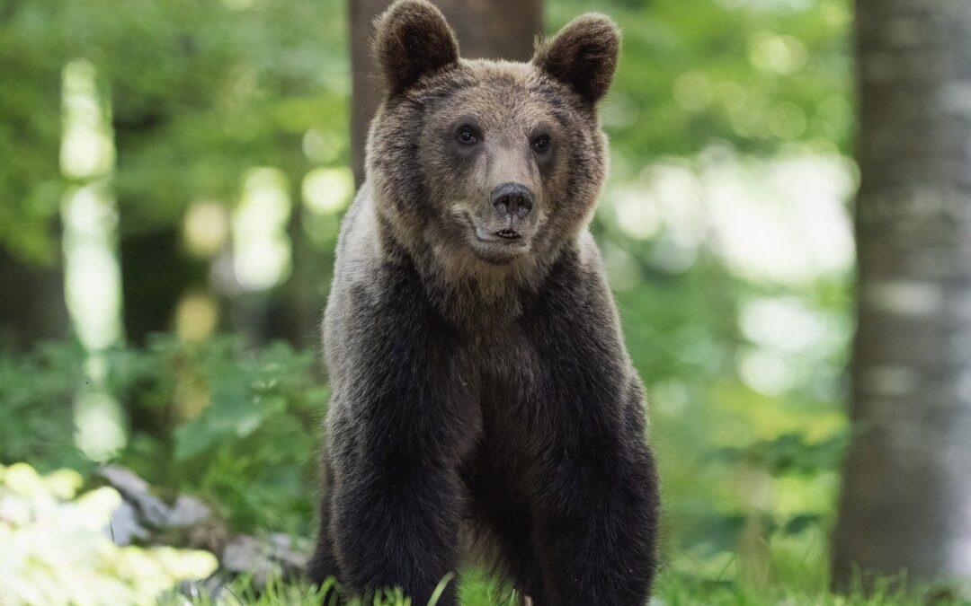 Sonny (M90) giustiziato a tempo di record. LNDC denuncia Fugatti