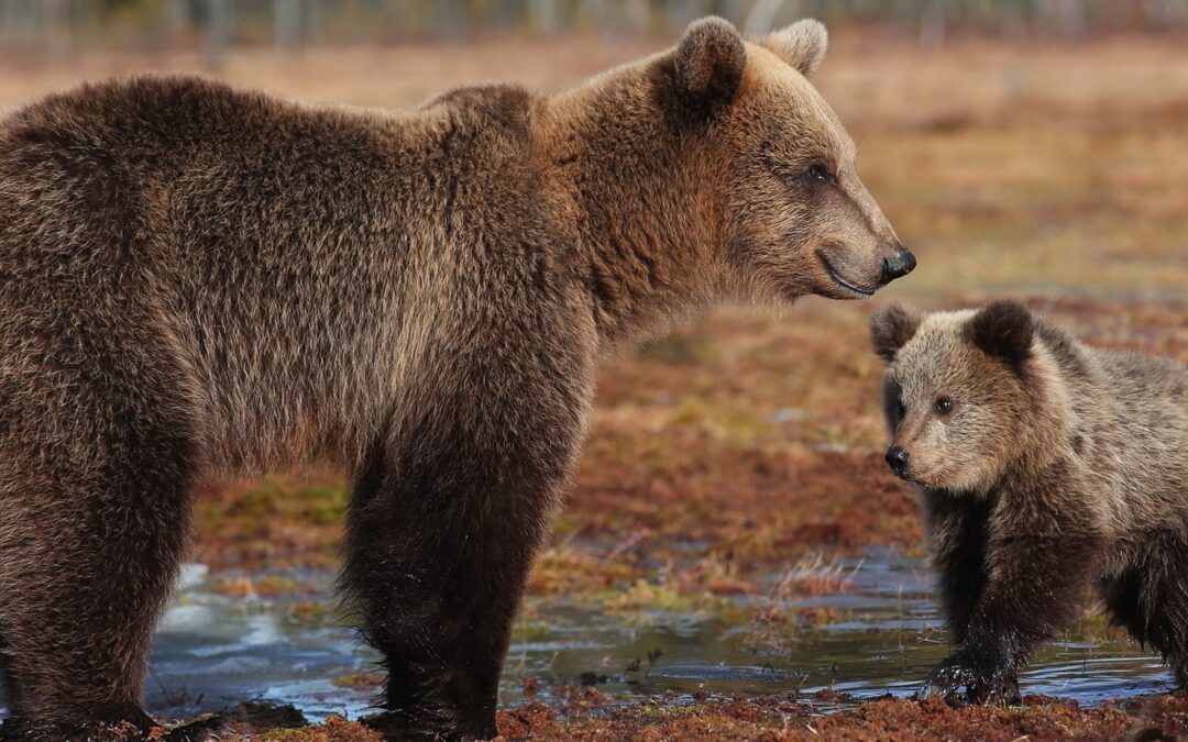 In Abruzzo gli orsi sono una risorsa da tutelare
