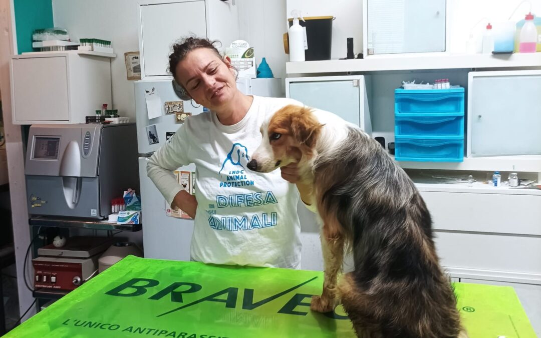 Parte il progetto “Randagismo Zero” di LNDC Animal Protection a Lampedusa