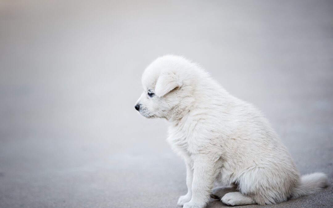 Sgominata banda di sfruttatori di cani per elemosina a Torino
