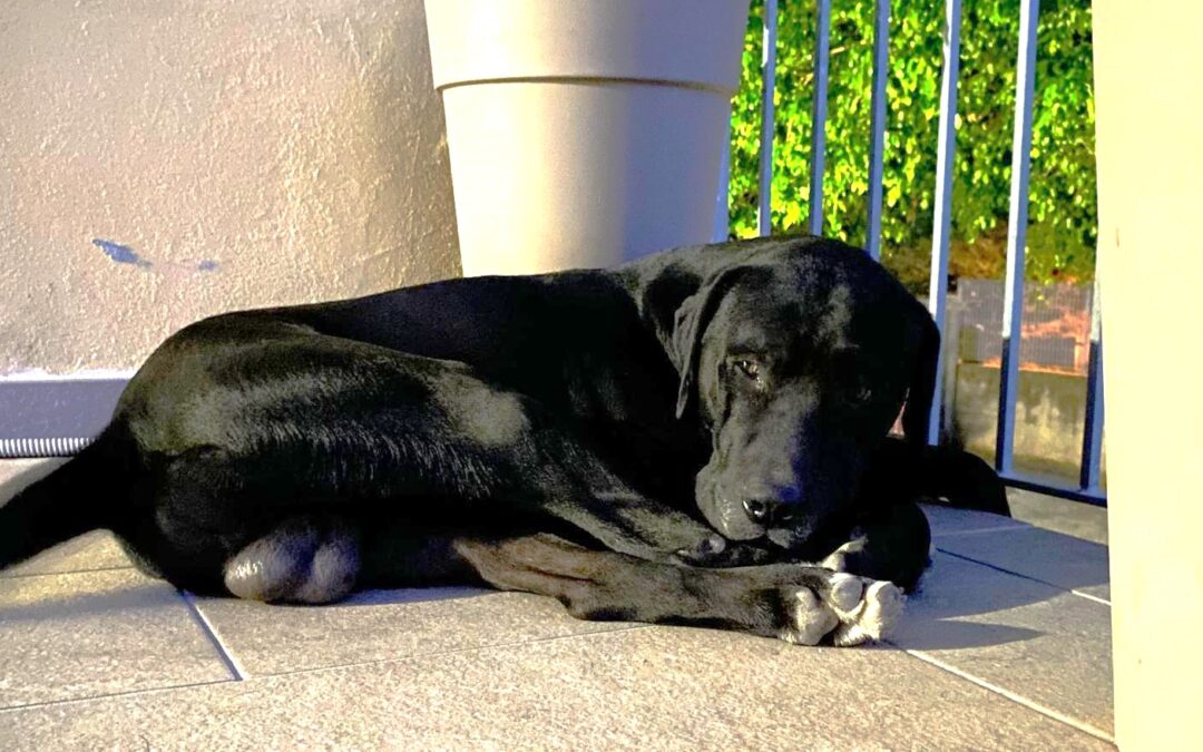 Orrore a Fuscaldo (CS). Simba ucciso in modo crudele