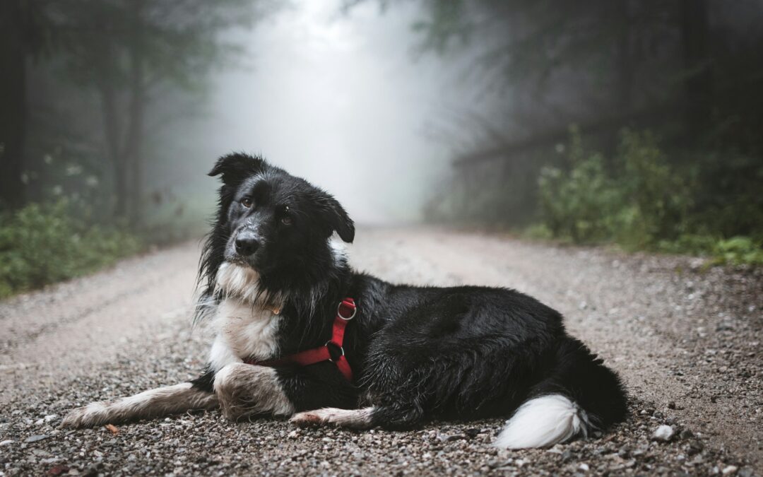 Investe e uccide un cane e va ai domiciliari, ma per altri reati