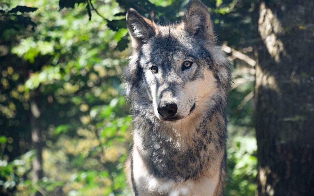 TAR condanna provincia di Bolzano e autopsia scagiona i lupi