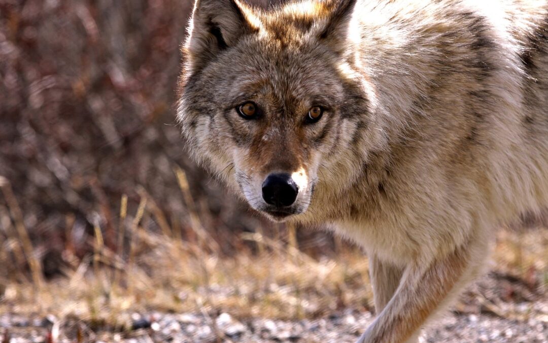 Inseguono in auto un lupo uscito dal bosco a Volano (TN)
