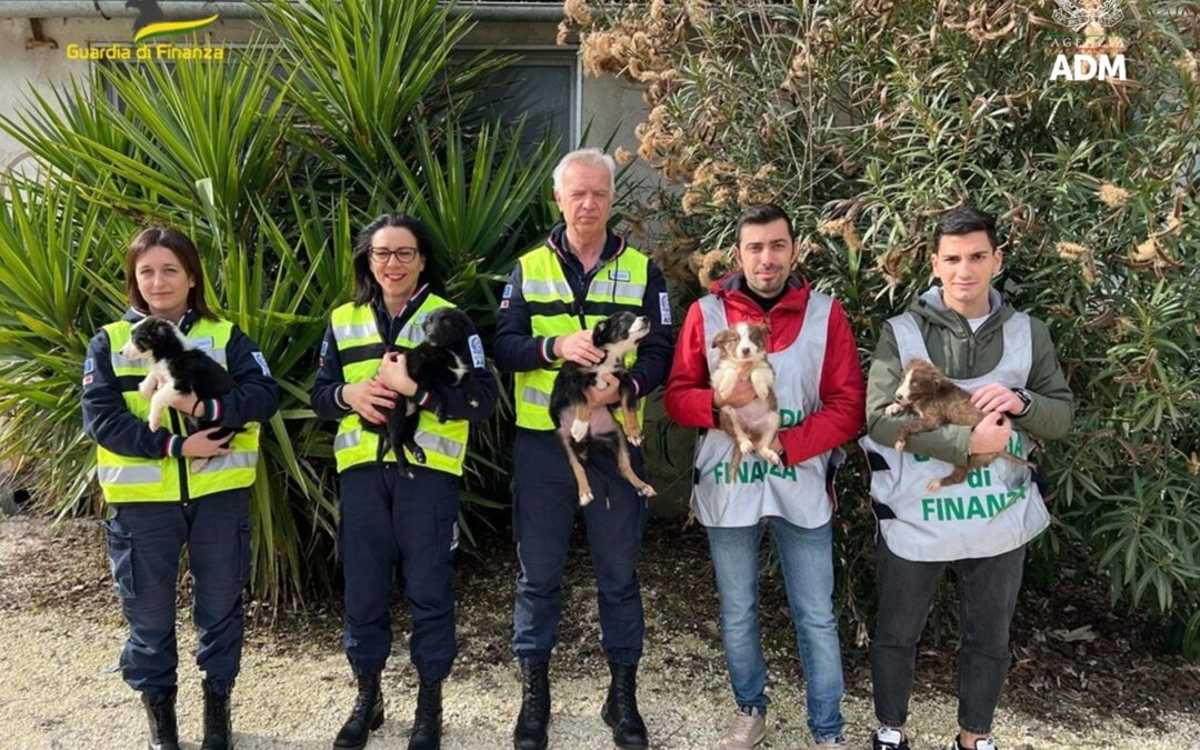 Denunciate due persone per traffico illecito di animali ad Ancona