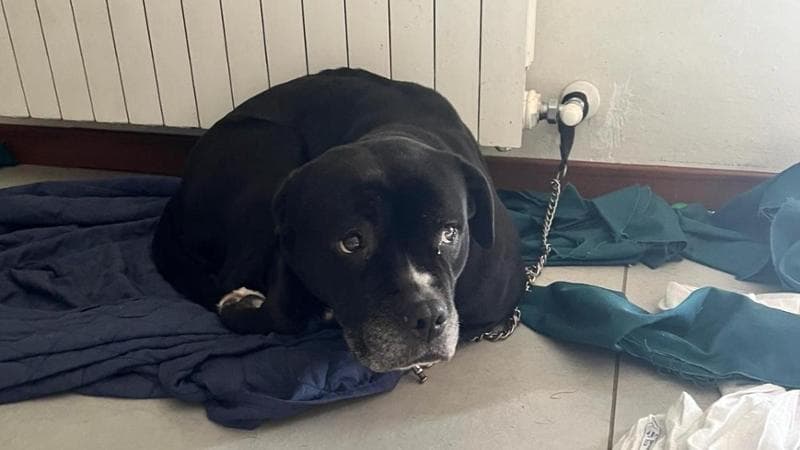 Cagnolino abbandonato in casa in provincia di Bergamo