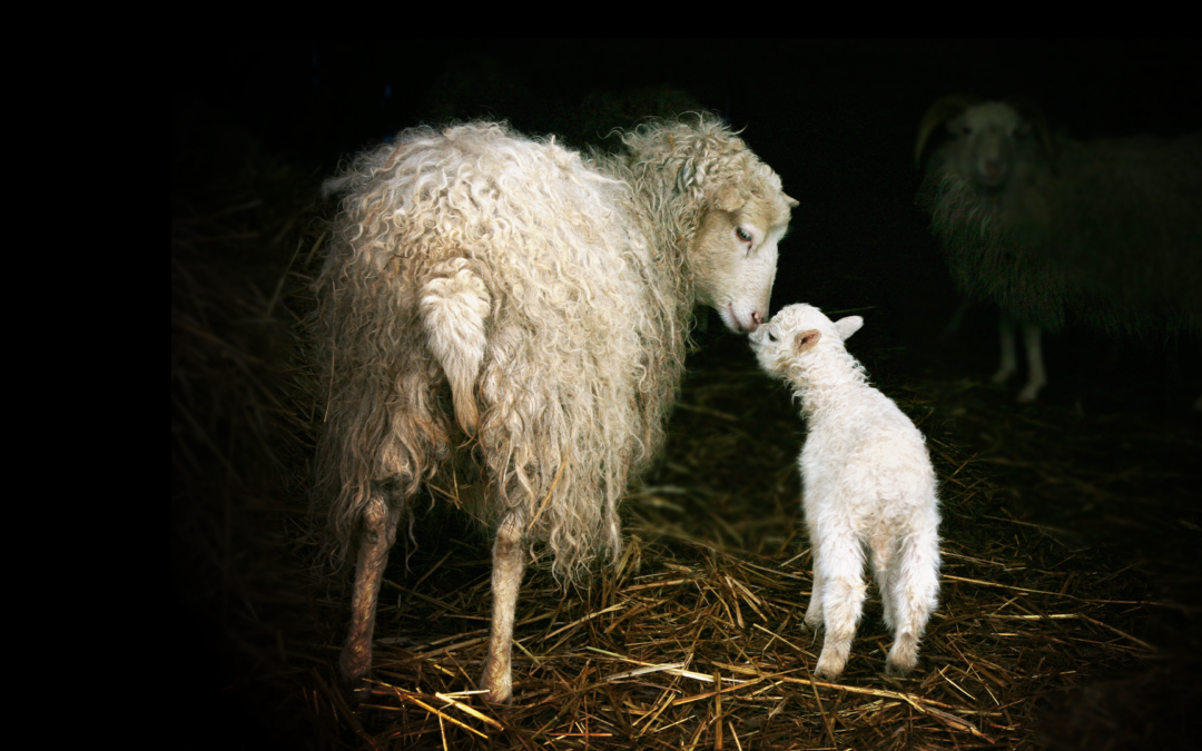 A Pasqua non nutrirti di dolore. Salva un agnello.