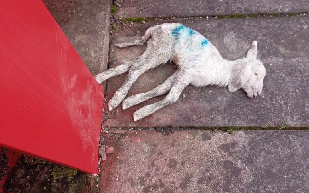 Decine di pecore morte vicino Venezia. LNDC raccoglie testimonianze