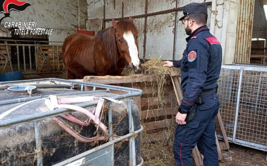 Animali maltrattati in azienda agricola in provincia di Parma