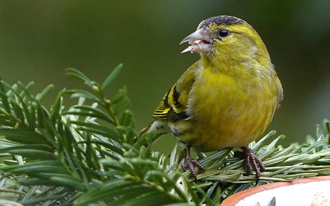 Sequestro di avifauna protetta a Ballarò, Palermo