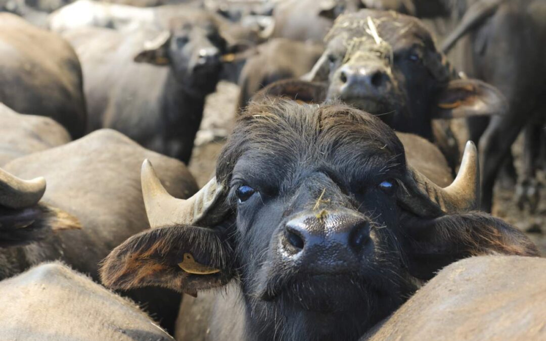 Animali gravemente denutriti in azienda bufalina a Eboli