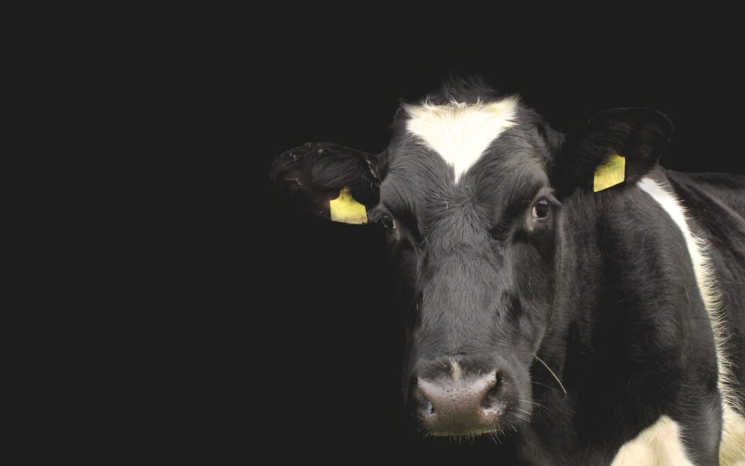 Strage di vitelli morti tra le fiamme di un camion