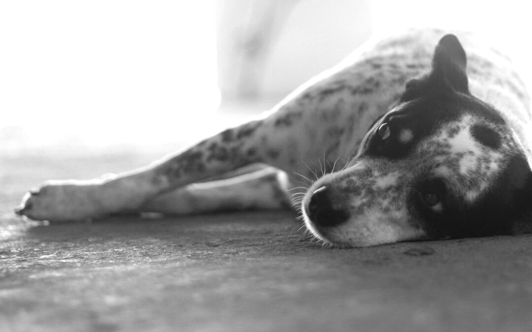 Lascia morire di stenti due cani in un garage a Pisa