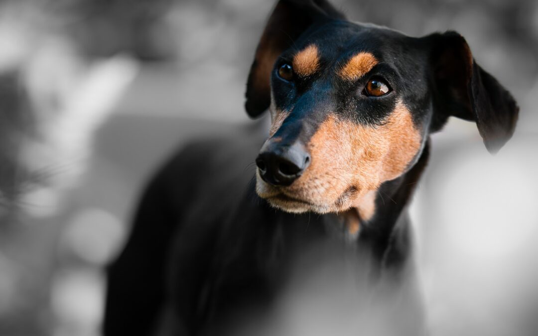 A Traversetolo (PR), denunciato uomo che ha sparato a 3 cani
