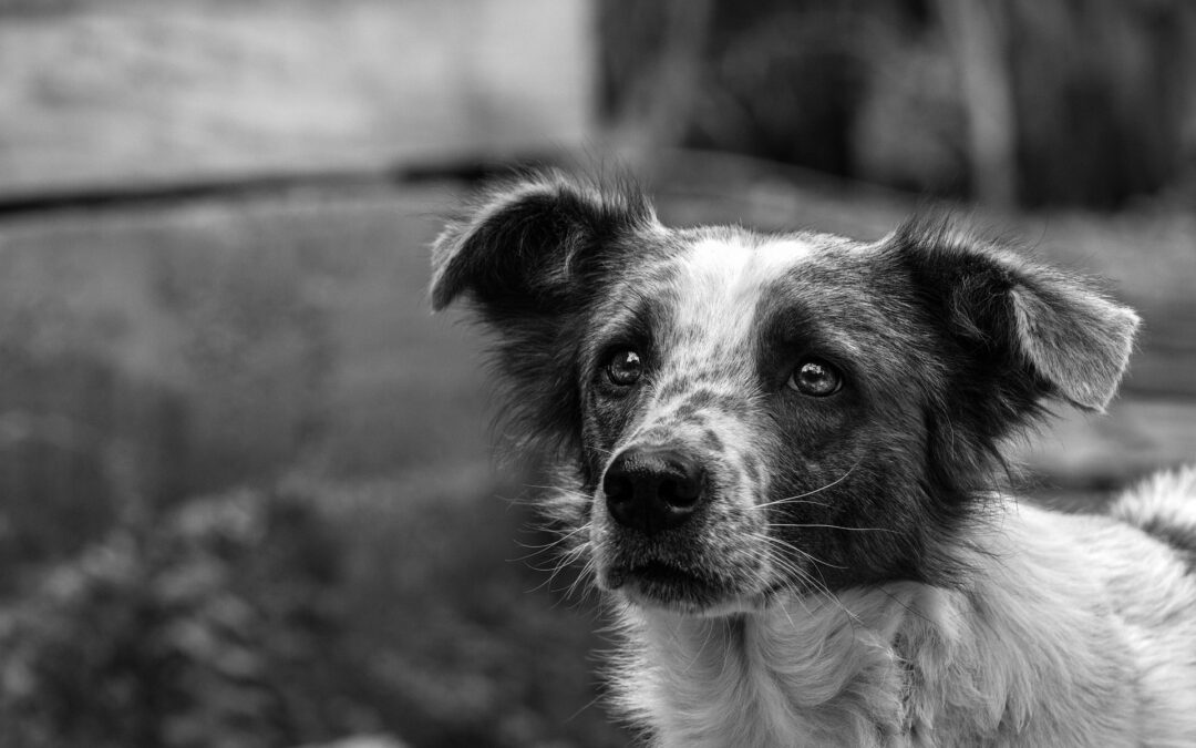 Lega e Forza Italia non vogliono inasprimento pene per reati contro gli animali
