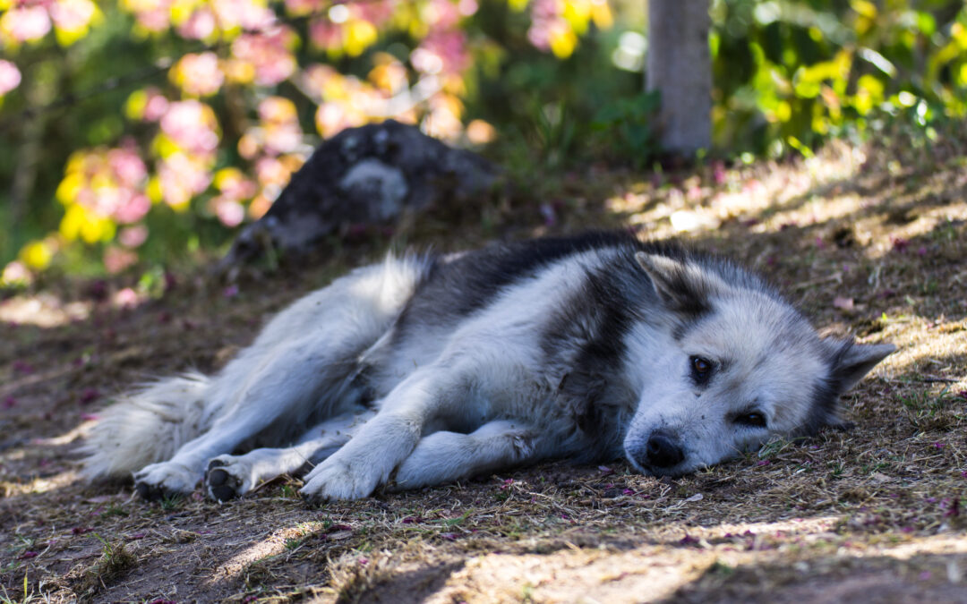 Spargeva esche avvelenate a Ciampino, denunciata una donna
