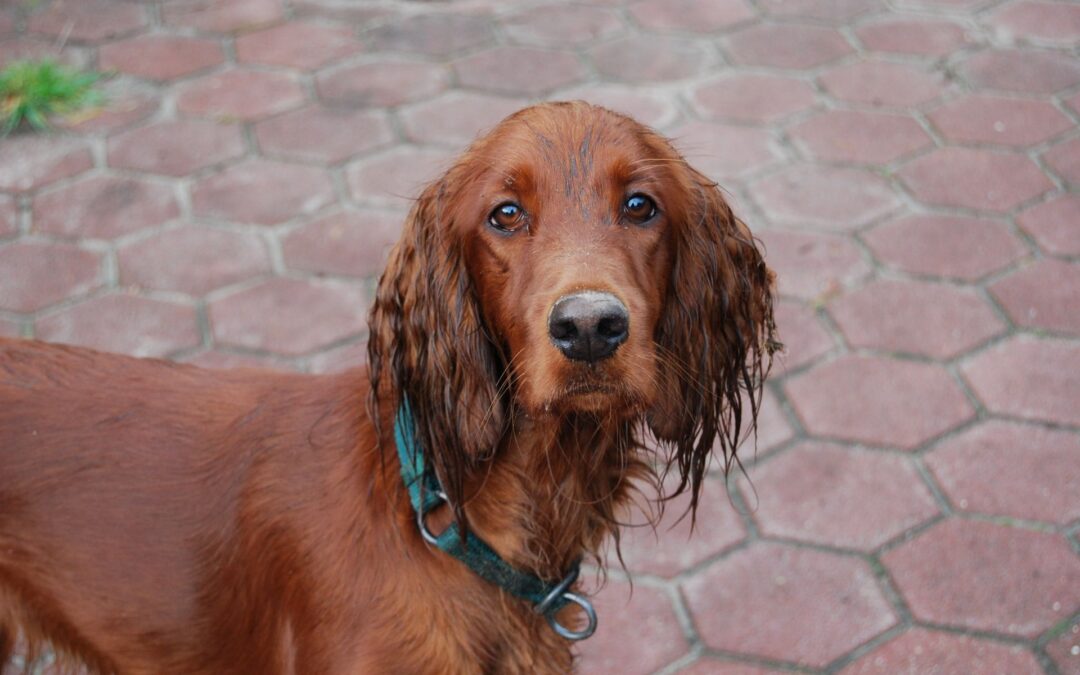 Bastona un cane a Ripi (FR) davanti a testimoni lasciandolo agonizzante