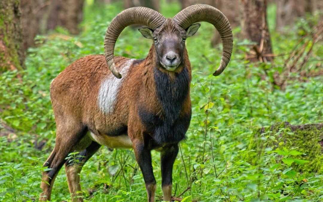 LNDC, Enpa e Vita da Cani diffidano la Regione Toscana e il Parco dell’Arcipelago