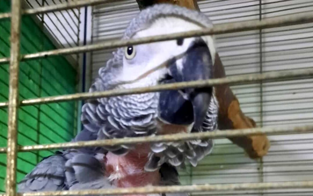 Sequestrati 150 uccelli maltrattati in un negozio di Napoli