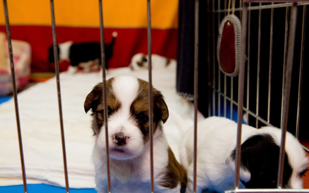 Puppy Yoga: quando lo sfruttamento di animali diventa una moda