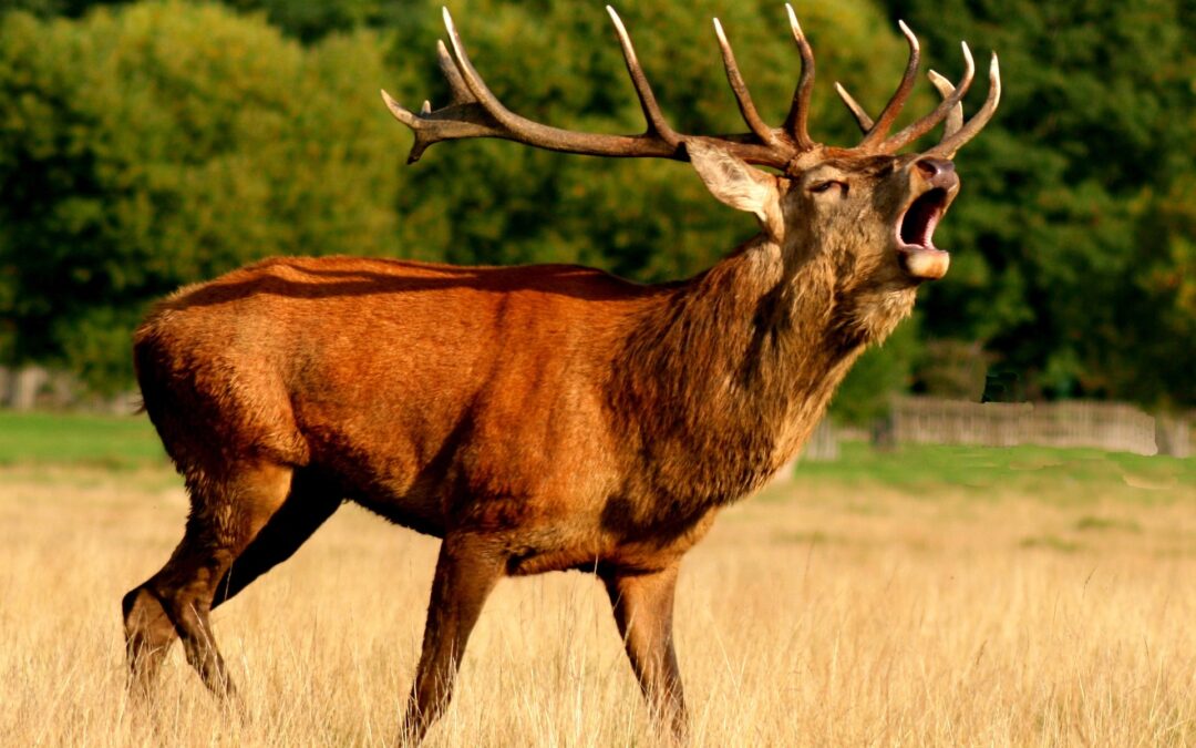 Cervo mutilato e condannato a una morte lenta e dolorosa nel reggiano