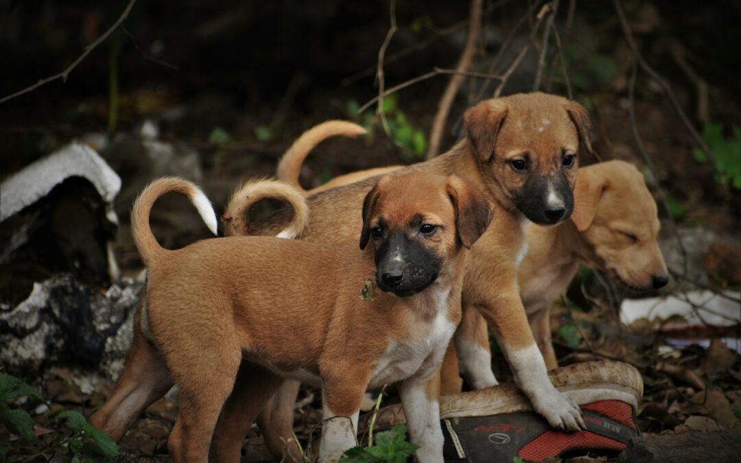 Tre cuccioli in un sacchetto di plastica. Denunciato 69enne