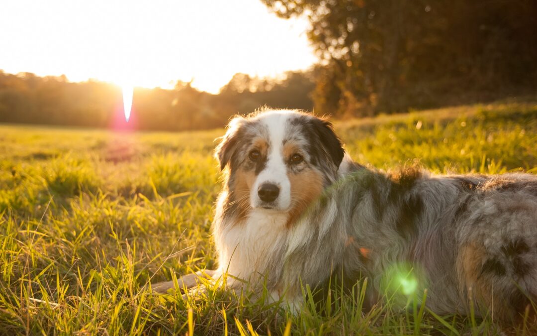 Uccide il cane della vicina a fucilate in provincia di Padova