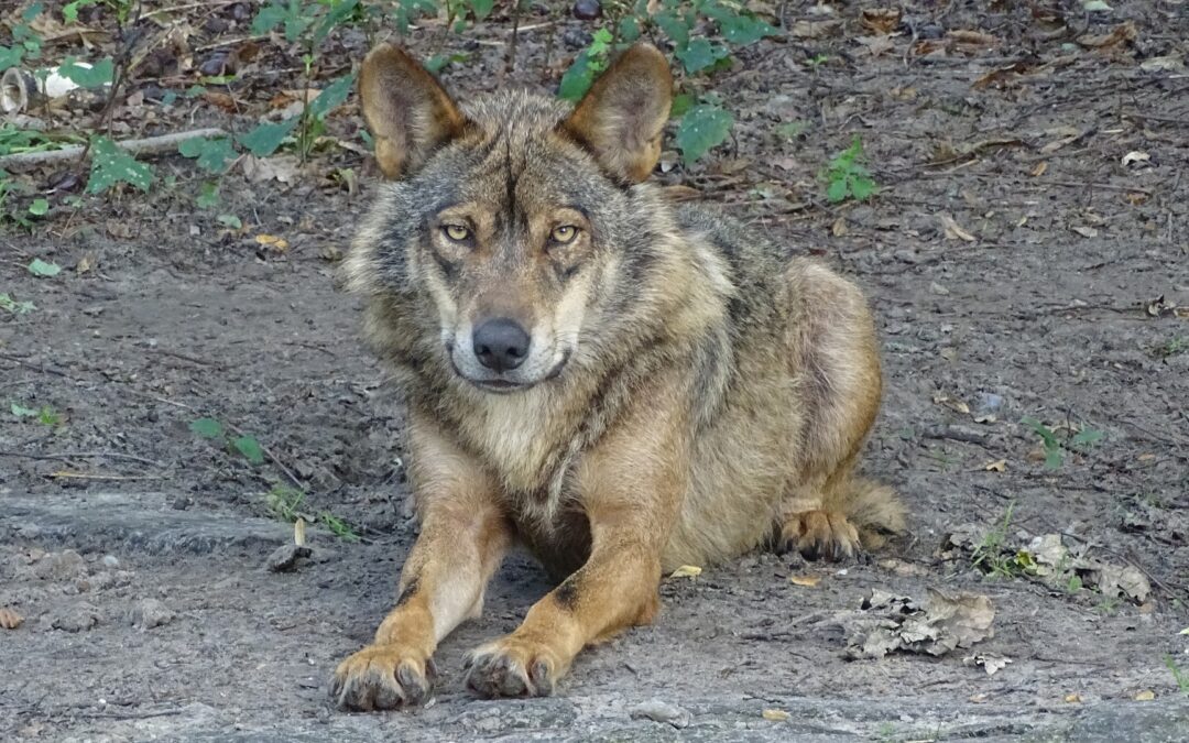 LNDC plaude al Comune di Rezzo che punta a sistemi innovativi per prevenire le predazioni dei lupi