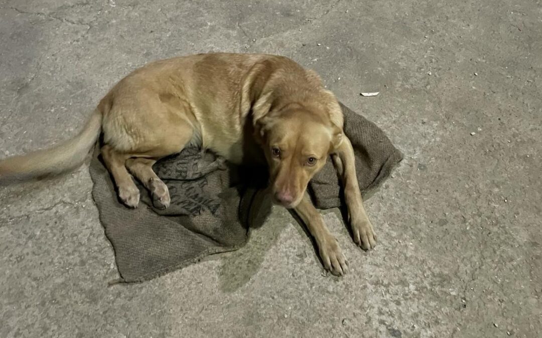 Nina, uccisa da un’auto ad Alcamo