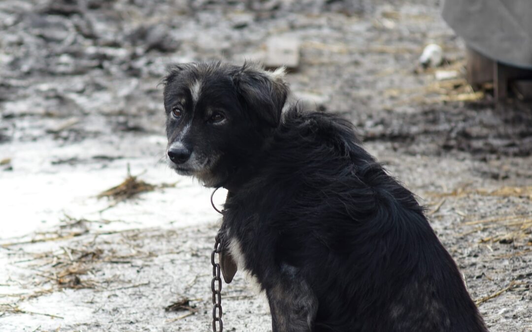 Piemonte vieta finalmente la detenzione dei cani a catena