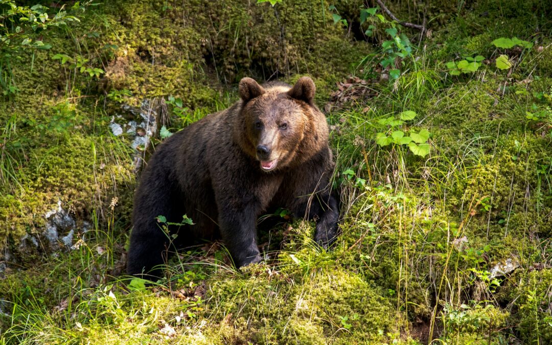 Associazioni chiedono al Governo di impugnare la legge trentina che consente di uccidere fino a 8 orsi l’anno