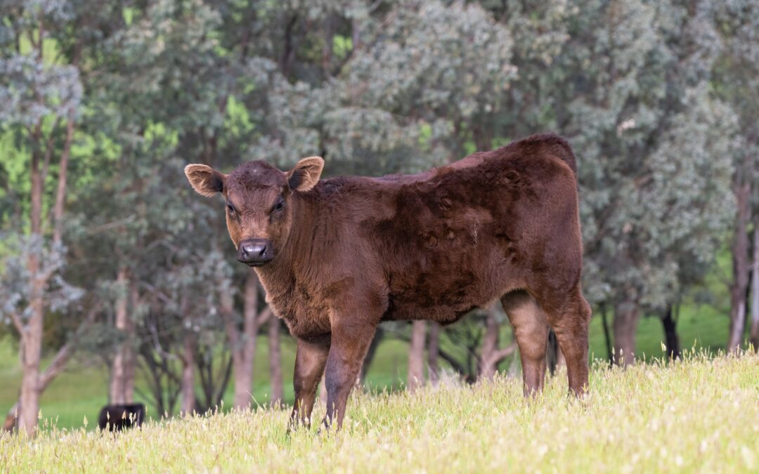 A Verbicaro (CS) il Sindaco vuole uccidere i bovini vaganti