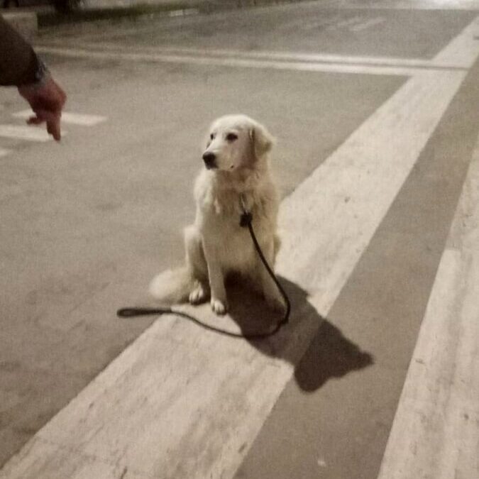 Prende a calci e cerca di strangolare il suo cane. Denunciato a Pescara