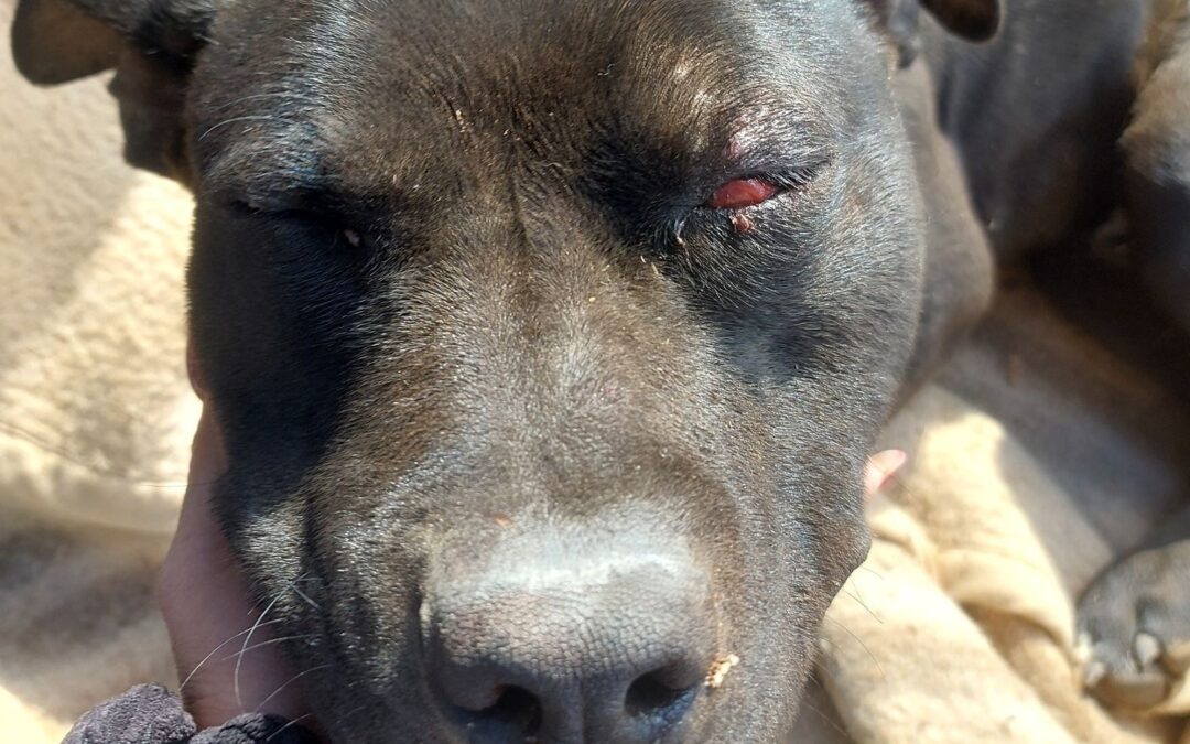 Picchiano e cercano di seppellire vivo un cane a Bagheria. Denunciati alcuni ragazzi