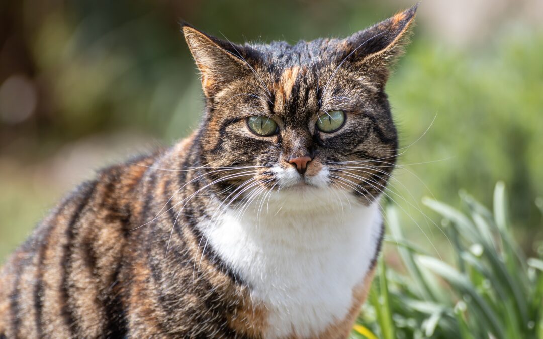 Minorenne cattura gatto con laccio metallico vicino Firenze