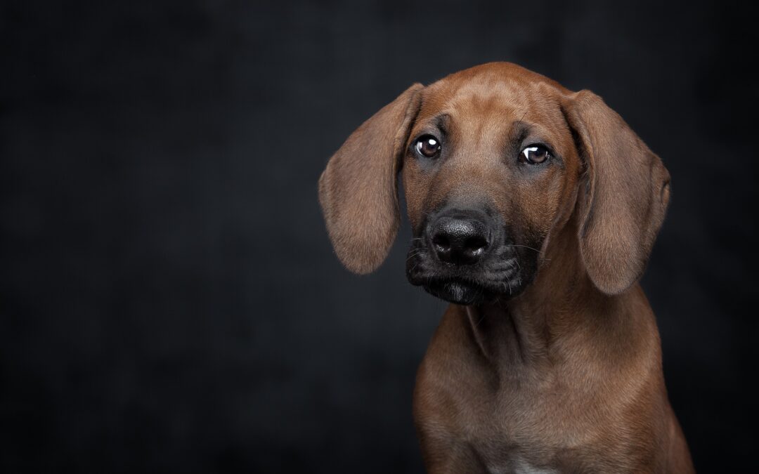 Cane ucciso da gruppo di ragazzi a Frignano (CE)