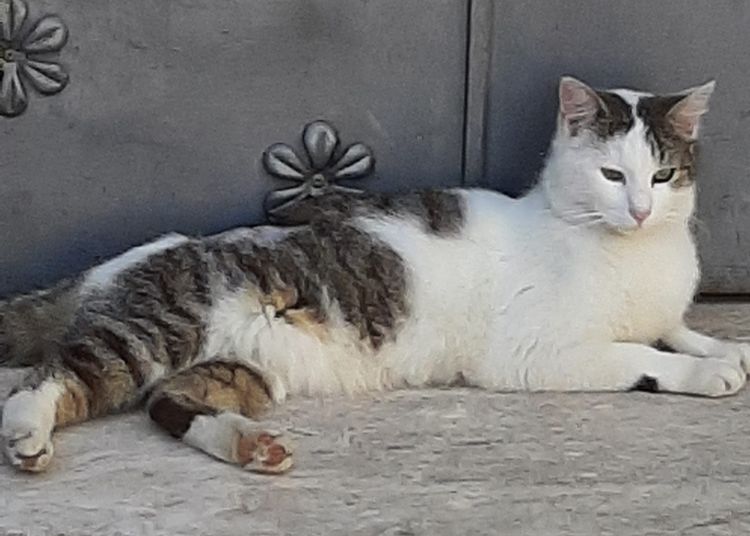 Gatto di colonia buttato in un cassonetto a Vasto