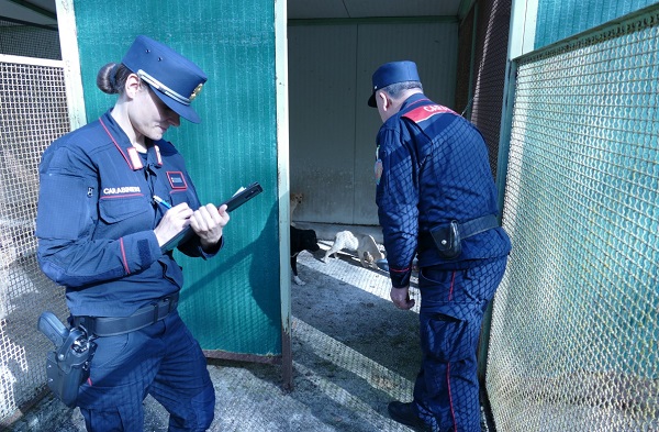 A Rieti sequestrati 39 cani e denunciata l’allevatrice amatoriale