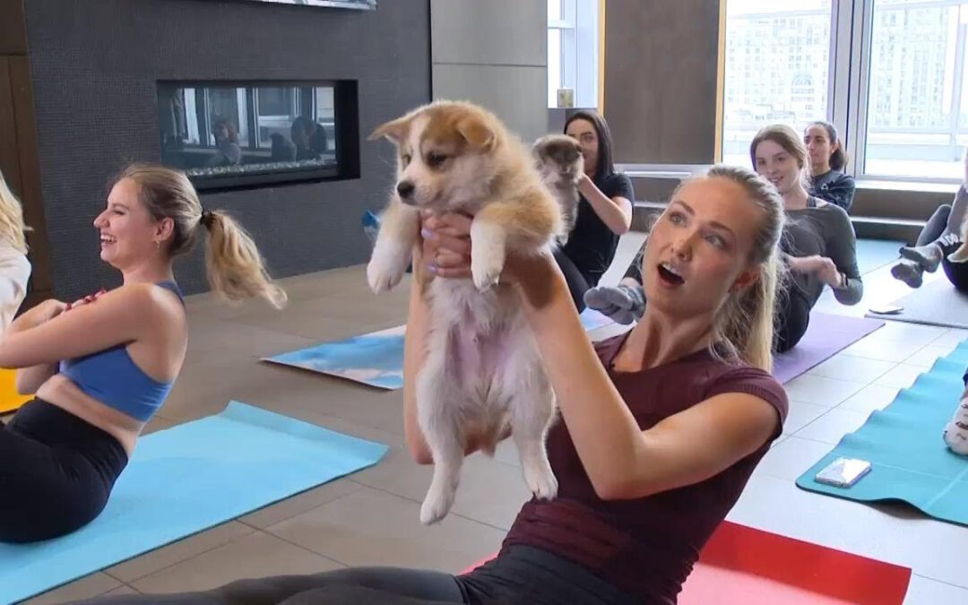 Bandito il Puppy Yoga in Italia, illegale secondo il Ministero